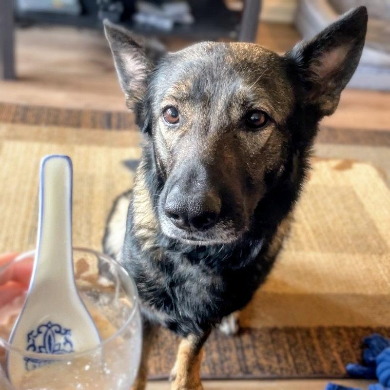 Enlarge Trixie, a Adoptable German Shepherd Dog in Oakland, CA image 3/3