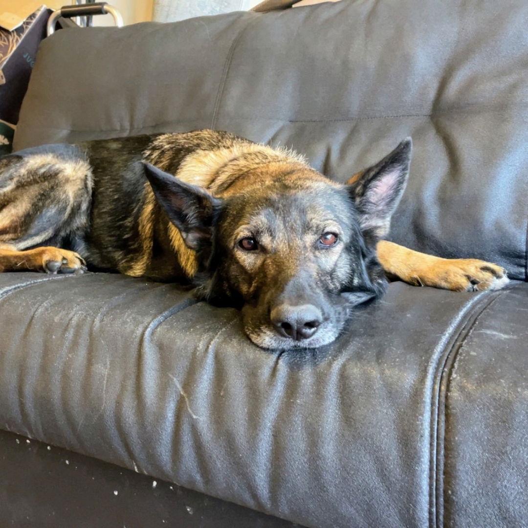 Enlarge Trixie, a Adoptable German Shepherd Dog in Oakland, CA image 3/3