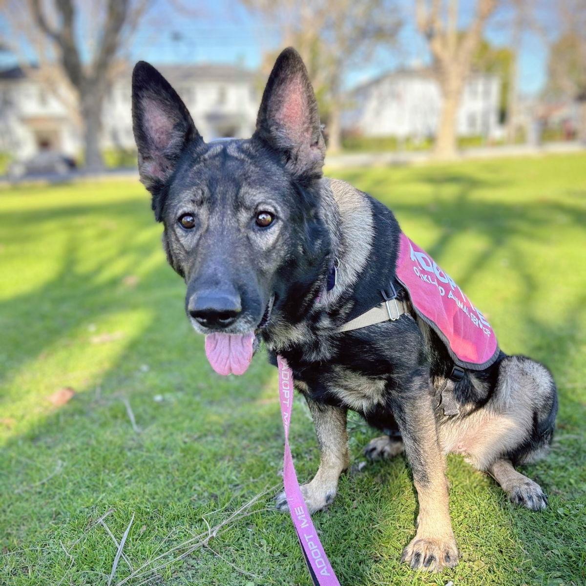 Trixie, a Adoptable German Shepherd Dog in Oakland, CA image 2/3