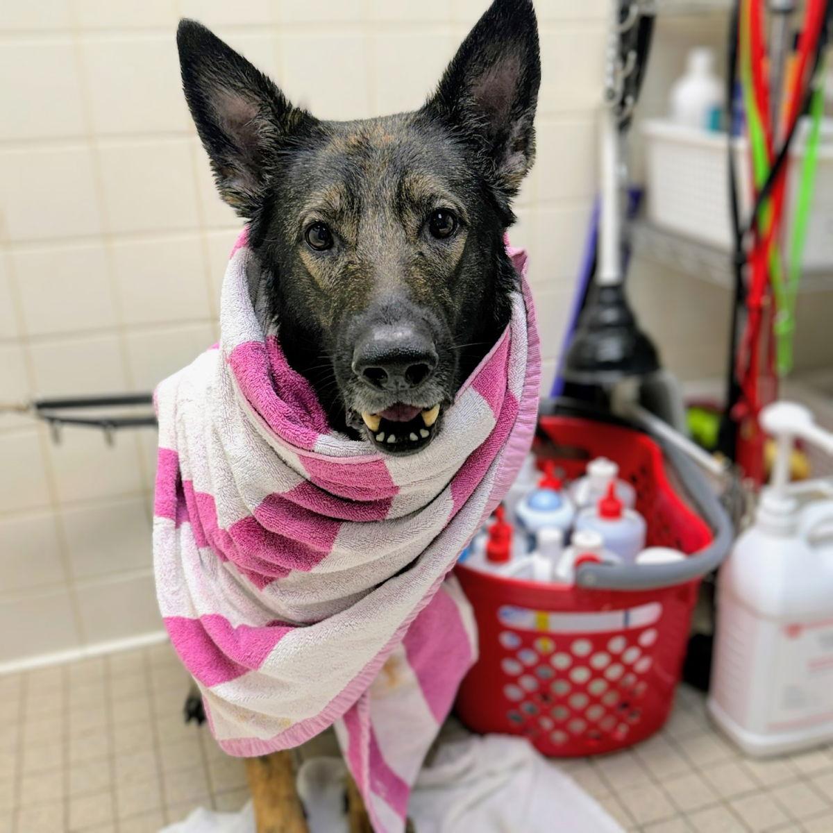 Trixie, a Adoptable German Shepherd Dog in Oakland, CA image 3/3