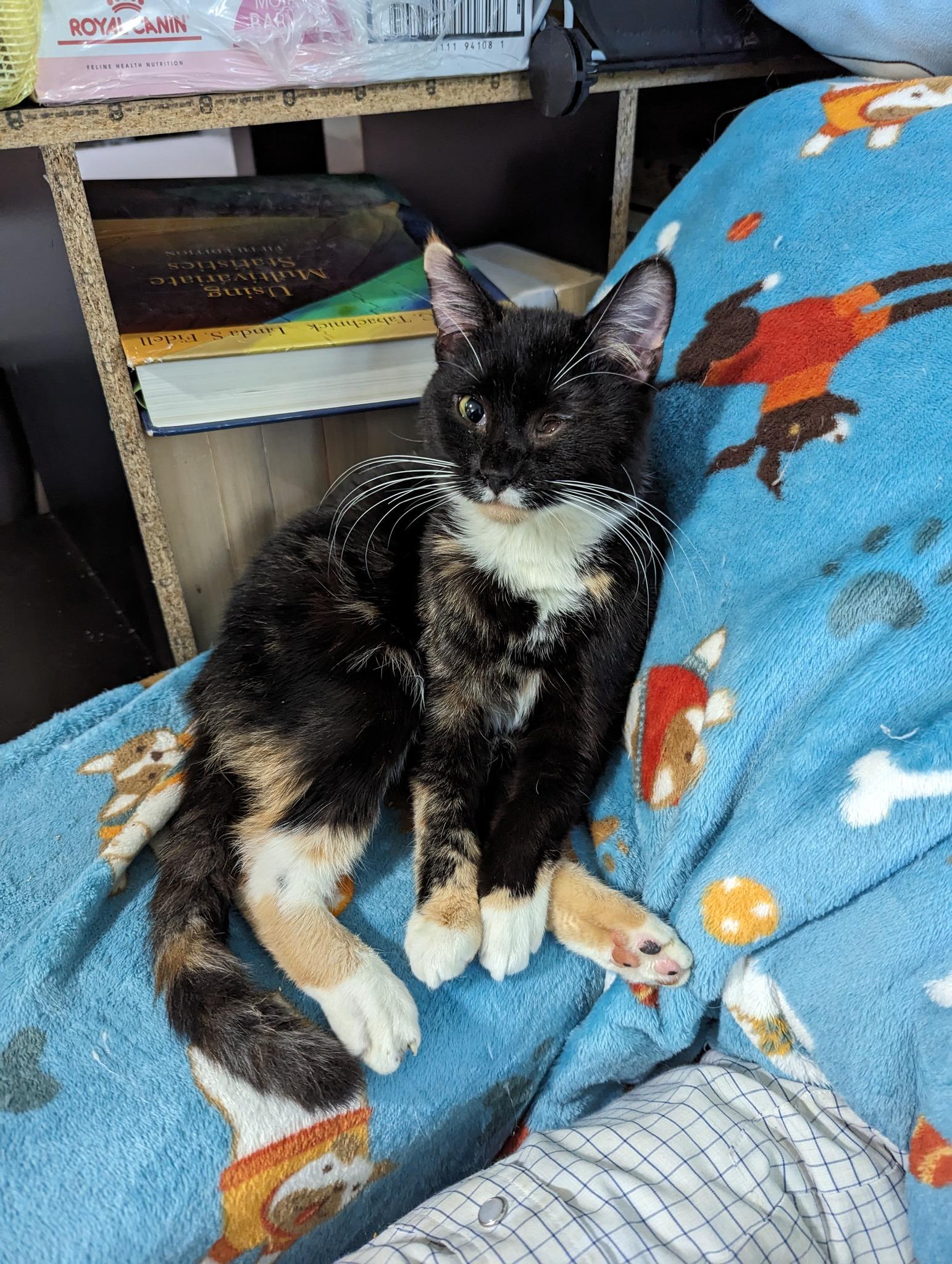 Belladonna, Adopted, Adult Female Domestic Short Hair.