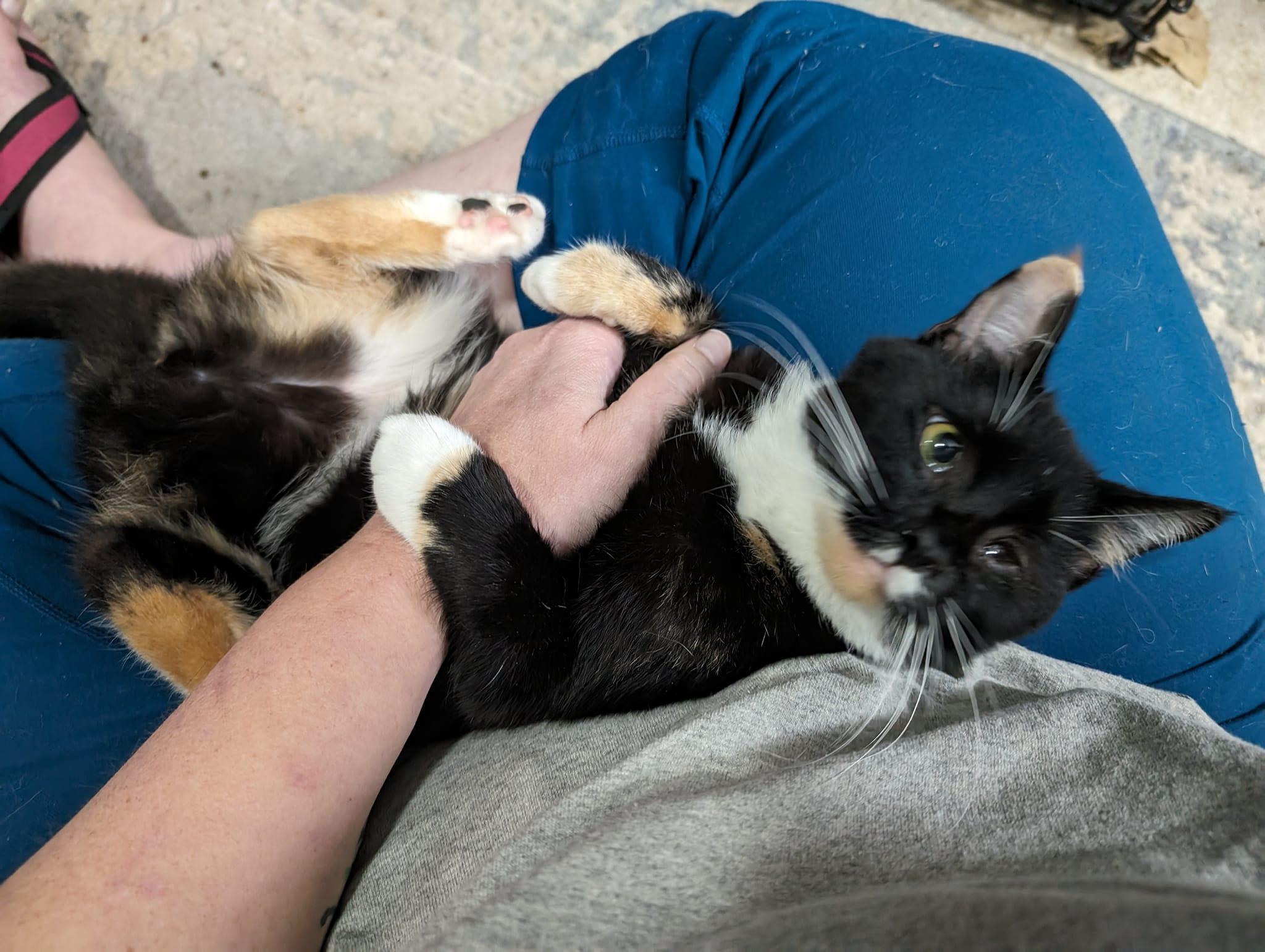 Enlarge Belladonna, a Adopted mixed breed in Cleburne, TX image 4/6