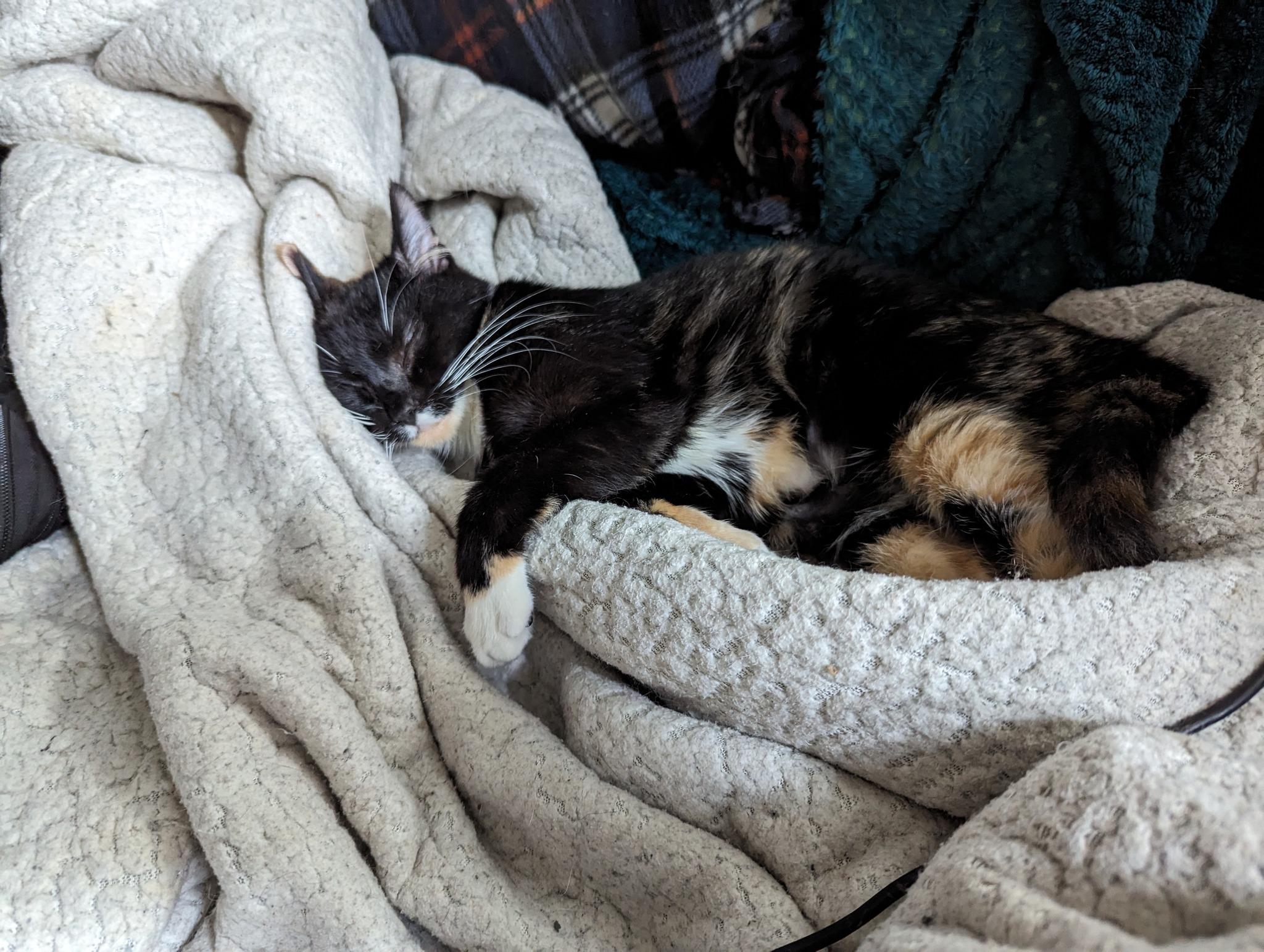 Enlarge Belladonna, a Adopted mixed breed in Cleburne, TX image 5/6