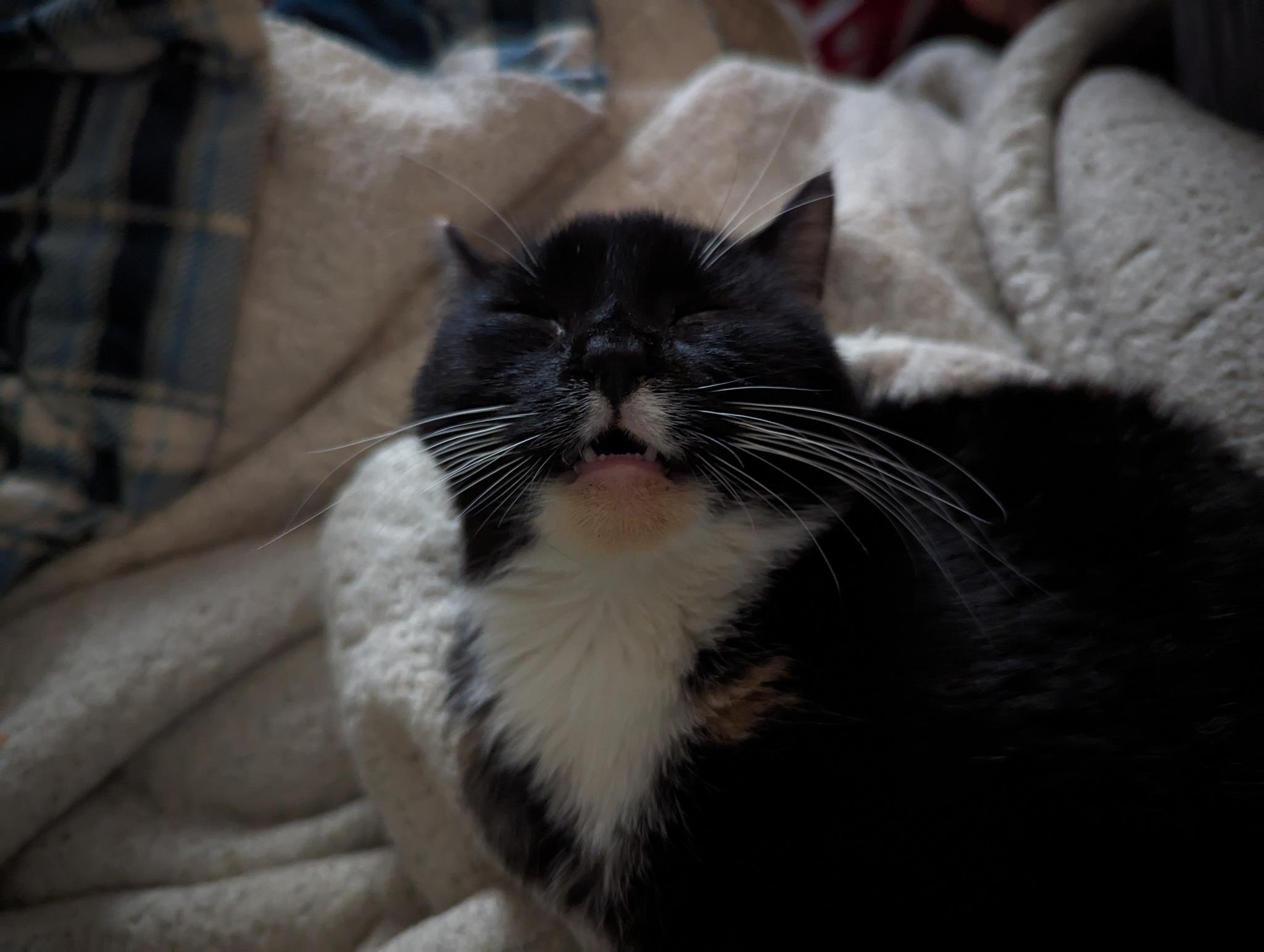 Enlarge Belladonna, a Adopted mixed breed in Cleburne, TX image 6/6