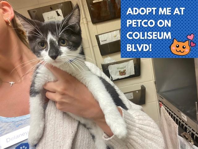 Enlarge CUSCO, a Adoptable Domestic Short Hair in Fort Wayne, IN image 1/1
