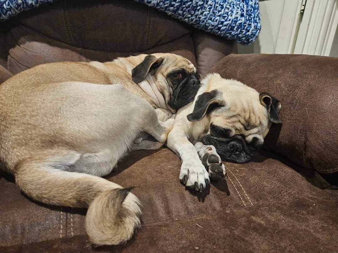Enlarge Apple & Dumpling, an adopted Pug in TUCSON, AZ image 1/2