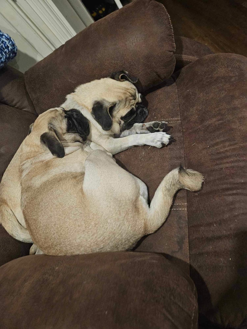 Enlarge Apple & Dumpling, an adopted Pug in TUCSON, AZ image 2/2