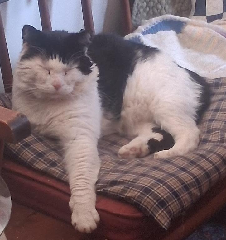 Enlarge Captain Crunch ***Special Needs:  FIV+***, a Adoptable Domestic Short Hair in FITCHBURG, MA image 1/6