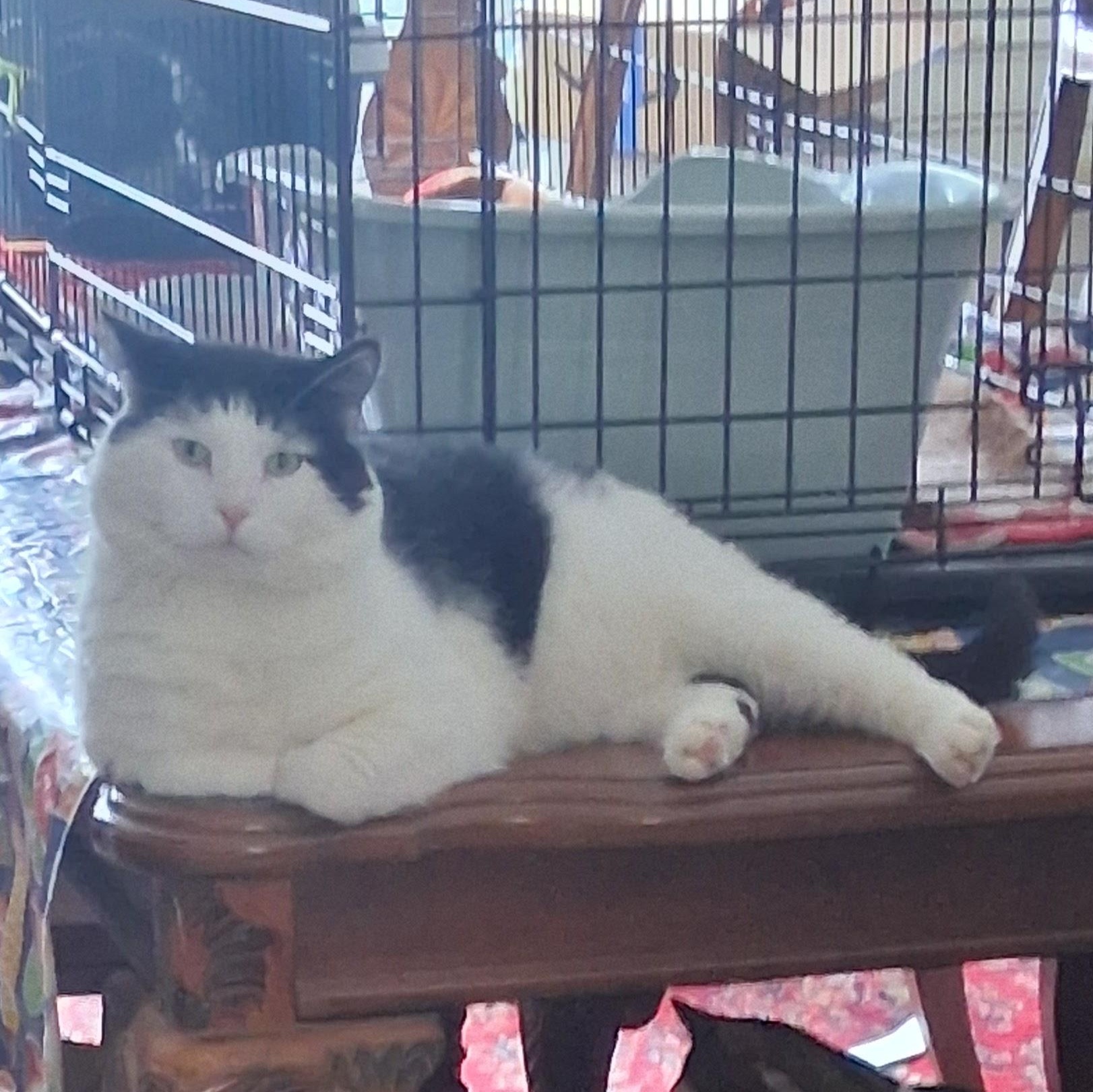 Enlarge Captain Crunch ***Special Needs:  FIV+***, a Adoptable Domestic Short Hair in FITCHBURG, MA image 2/6