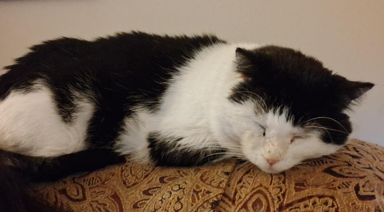 Captain Crunch ***Special Needs:  FIV+***, Adoptable, Adult Male Domestic Short Hair.