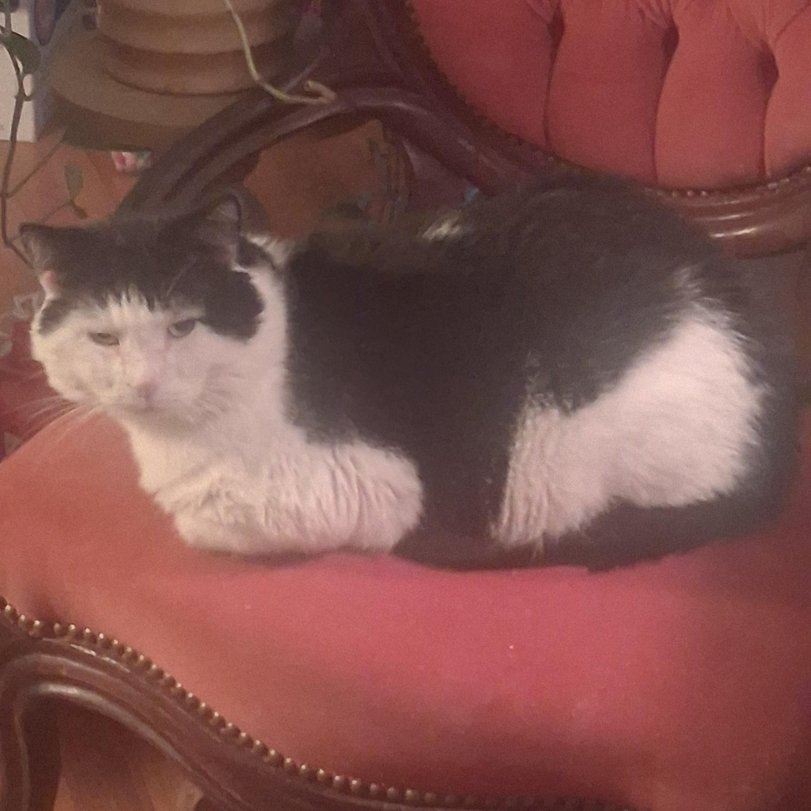 Enlarge Captain Crunch ***Special Needs:  FIV+***, a Adoptable Domestic Short Hair in FITCHBURG, MA image 3/6