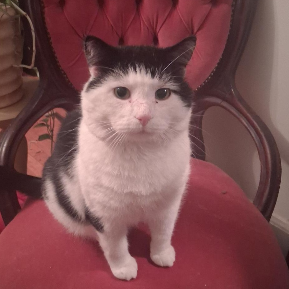 Enlarge Captain Crunch ***Special Needs:  FIV+***, a Adoptable Domestic Short Hair in FITCHBURG, MA image 1/6