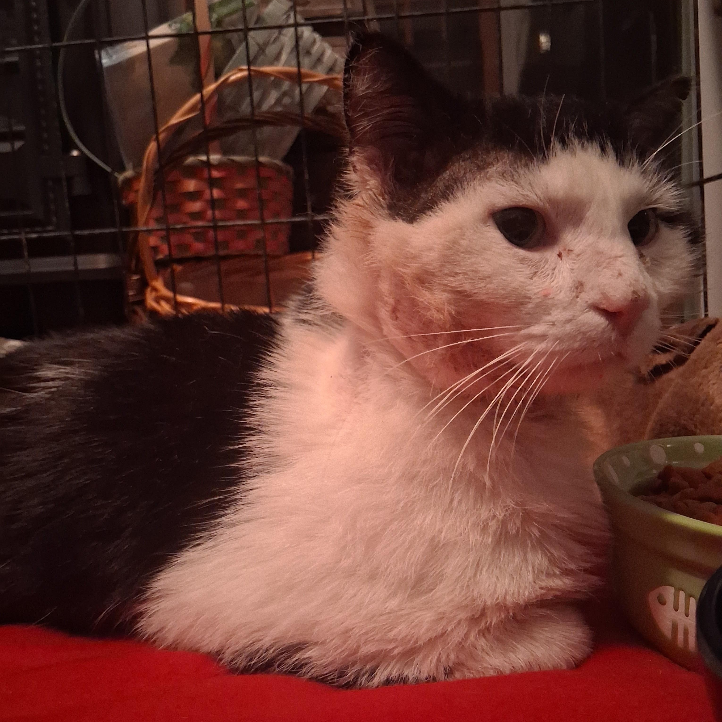 Enlarge Captain Crunch ***Special Needs:  FIV+***, a Adoptable Domestic Short Hair in FITCHBURG, MA image 5/6