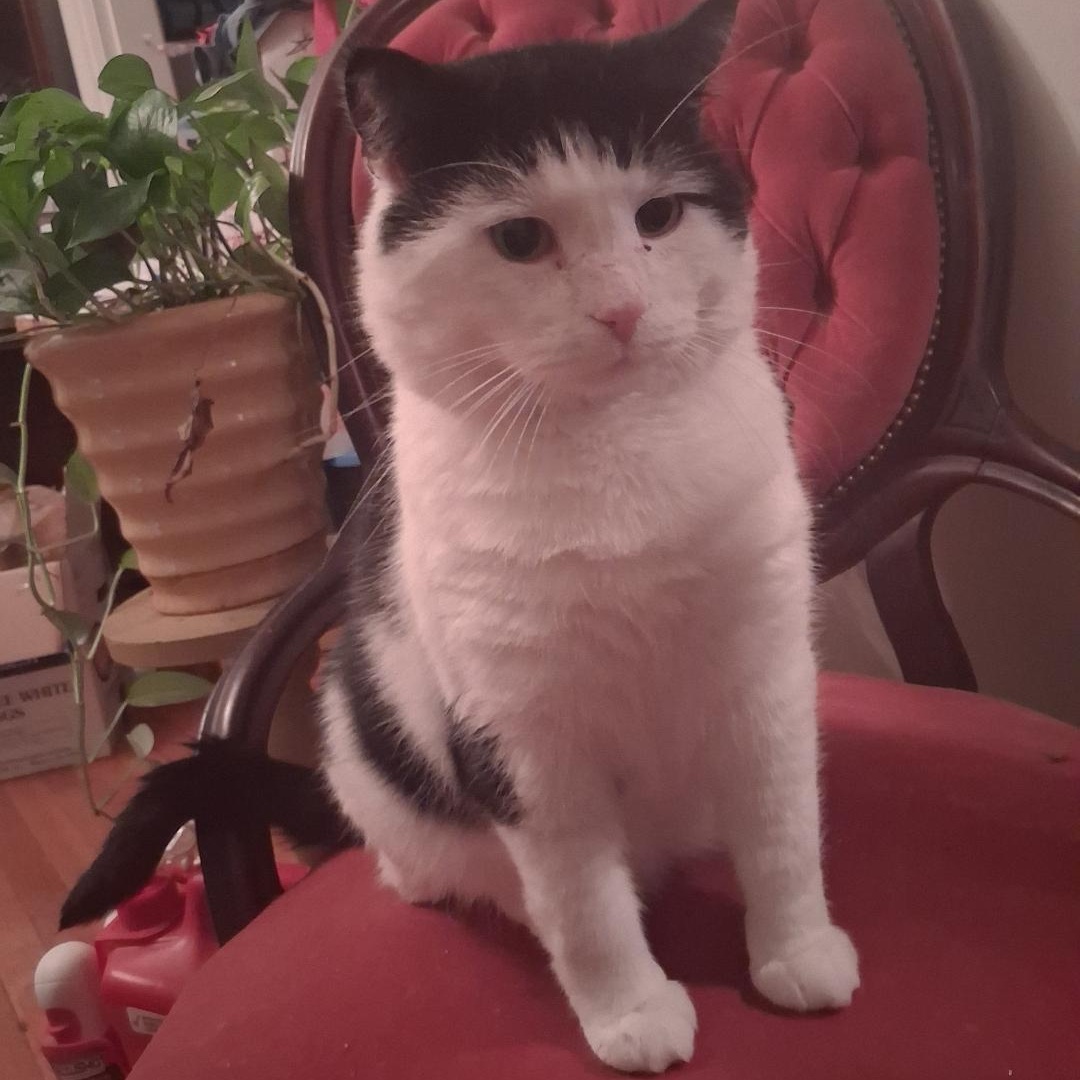 Enlarge Captain Crunch ***Special Needs:  FIV+***, a Adoptable Domestic Short Hair in FITCHBURG, MA image 4/6