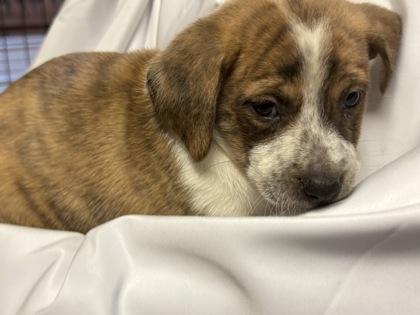 Grace — thumbnail 3