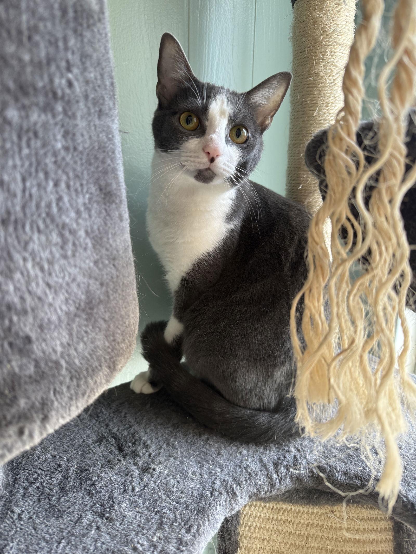 Enlarge Baby Spice, a Adoptable Domestic Short Hair in Cuyahoga Falls, OH image 1/2