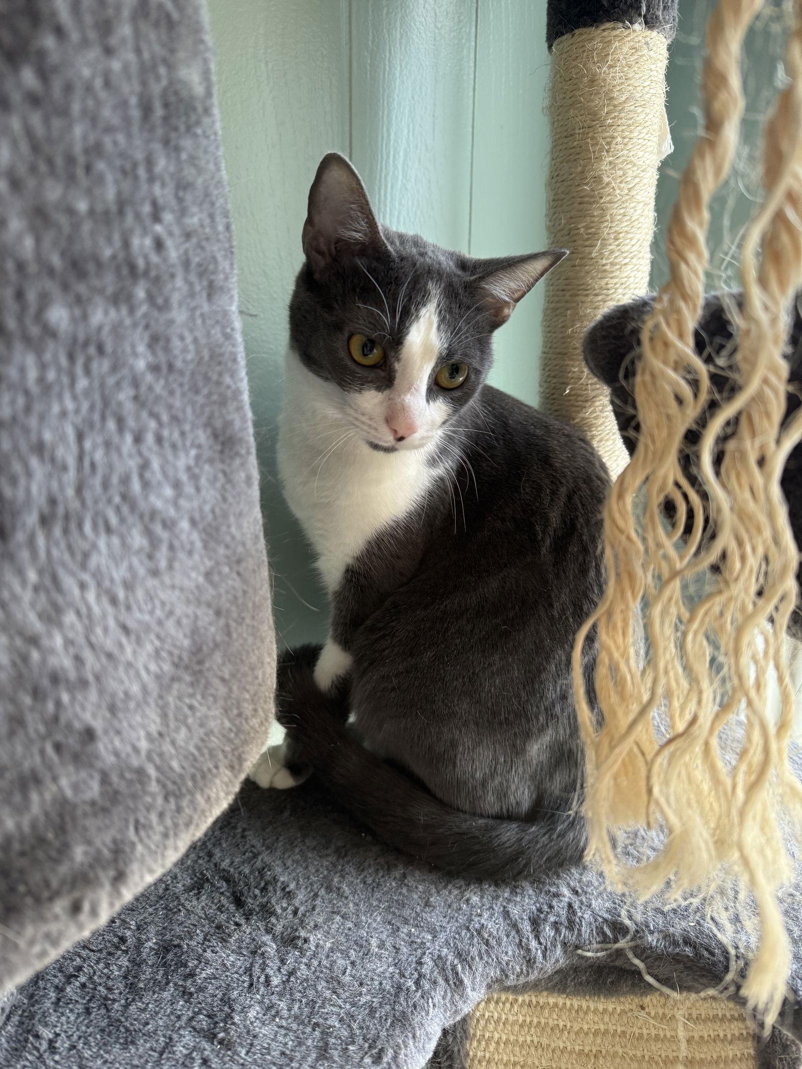 Enlarge Baby Spice, a Adoptable Domestic Short Hair in Cuyahoga Falls, OH image 2/2