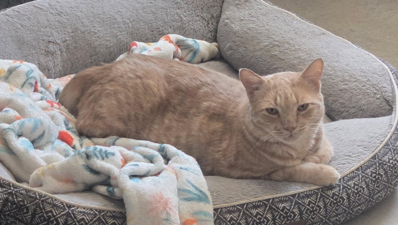 Little Buddy, adopted, Adult Male Domestic Short Hair.