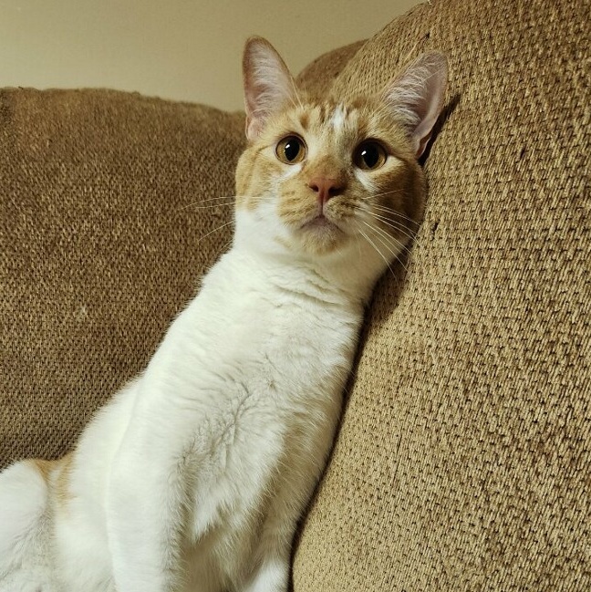 Enlarge Papaya, a Adoptable mixed breed in Scranton, PA image 4/4