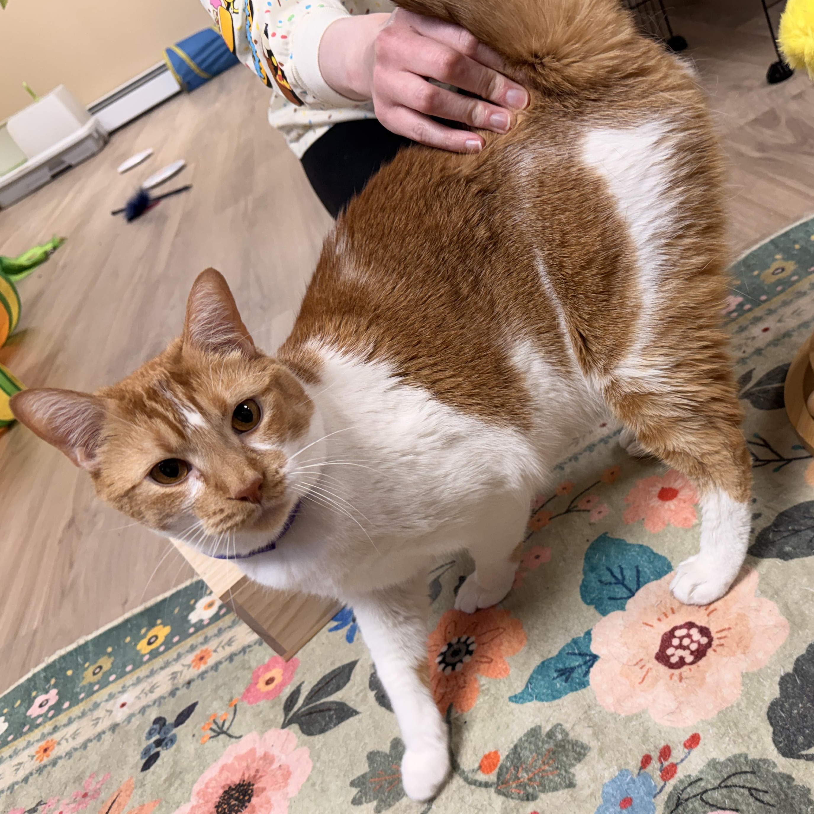 Enlarge Papaya, a Adoptable mixed breed in Scranton, PA image 2/6