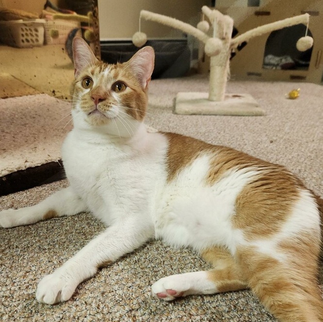 Enlarge Papaya, a Adoptable mixed breed in Scranton, PA image 1/4