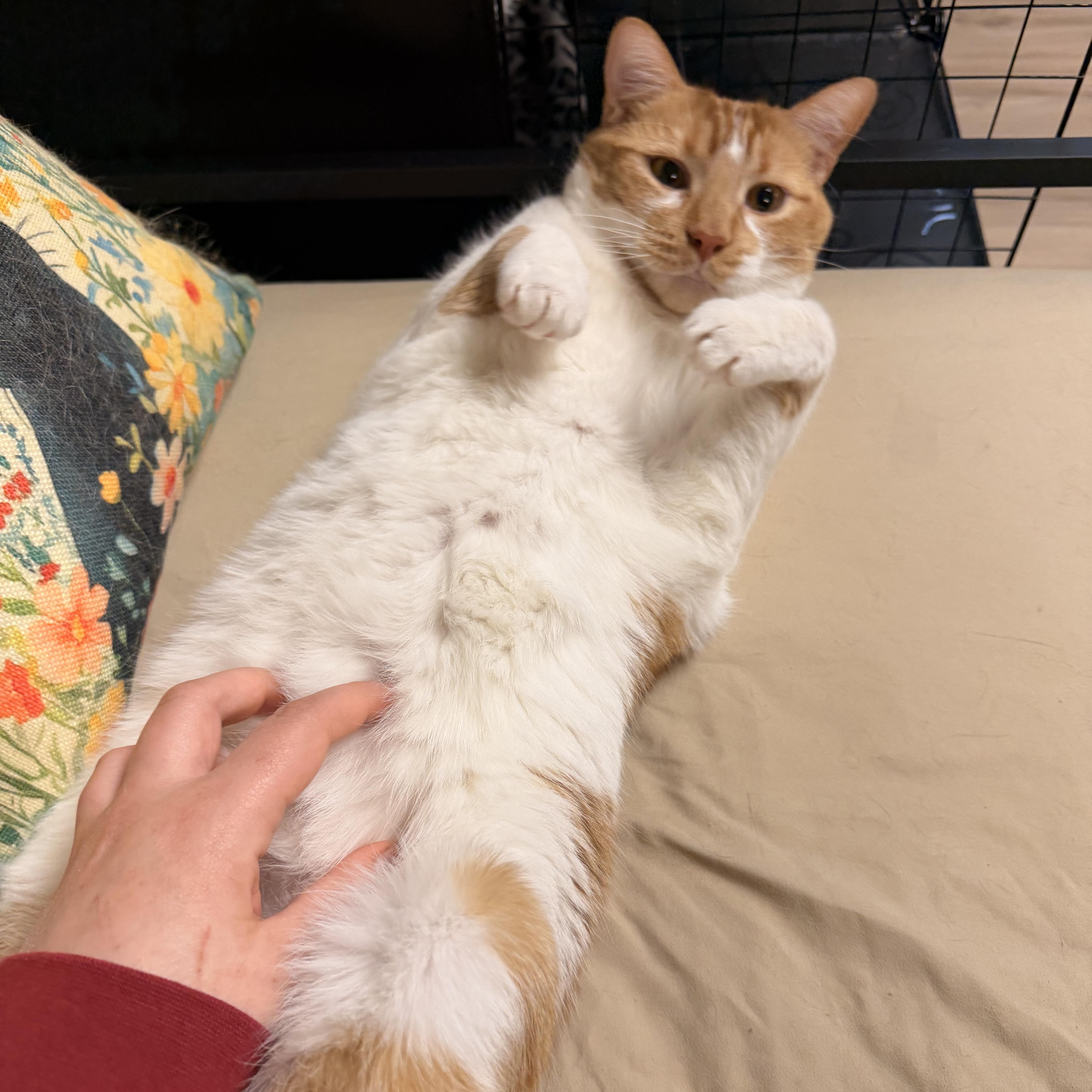 Enlarge Papaya, a Adoptable mixed breed in Scranton, PA image 3/6