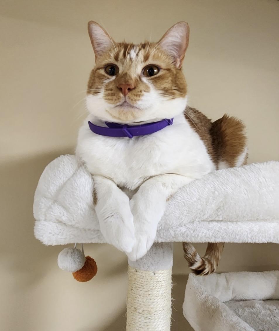 Enlarge Papaya, a Adoptable mixed breed in Scranton, PA image 1/6