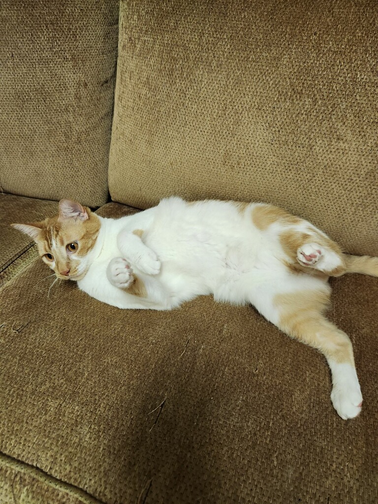 Enlarge Papaya, a Adoptable mixed breed in Scranton, PA image 3/4