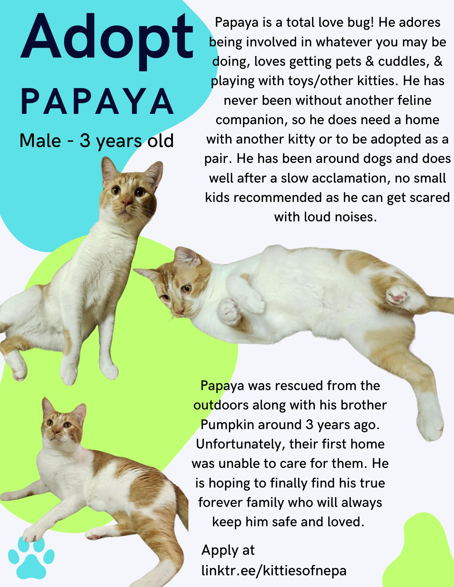 Enlarge Papaya, a Adoptable mixed breed in Scranton, PA image 2/4