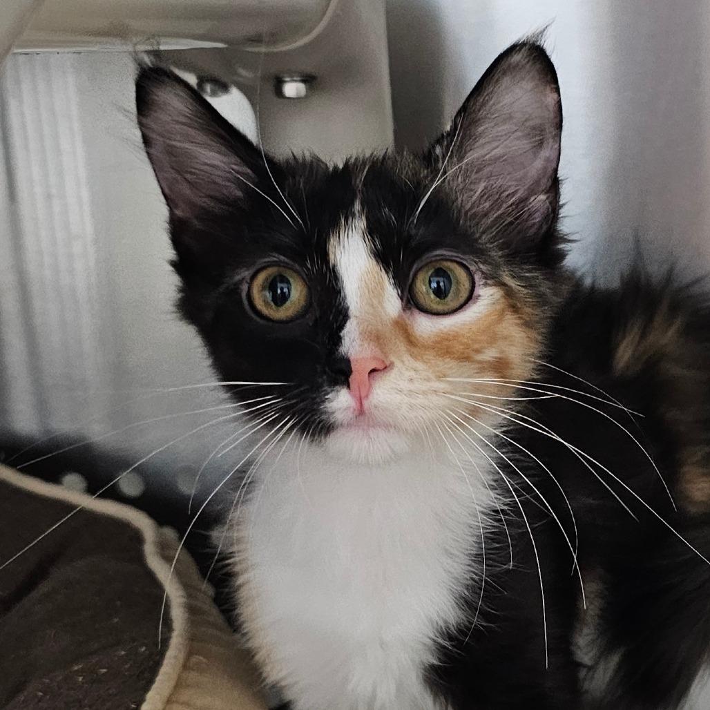 Charlotte Flair, Adoptable, Kitten Female Domestic Medium Hair.