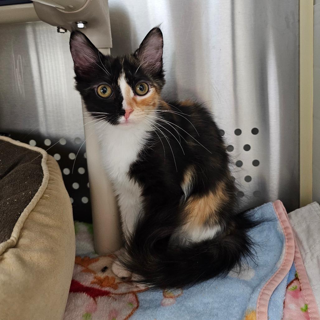Charlotte Flair, a Adoptable Domestic Medium Hair in Winchester, TN image 2/2