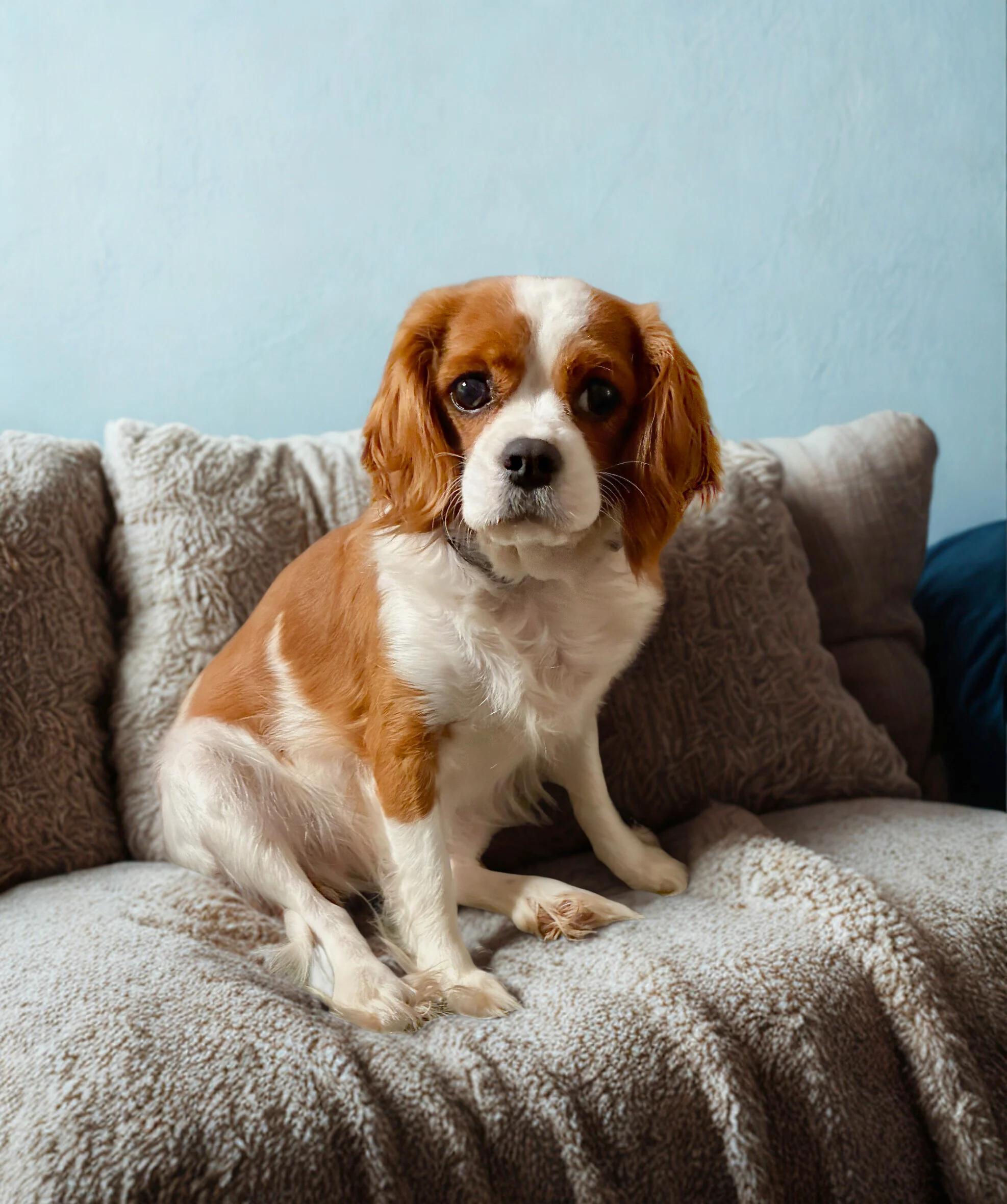 Chloe- gentle, beautiful CKCS, adoptable, Adult Female Cavalier King Charles Spaniel.