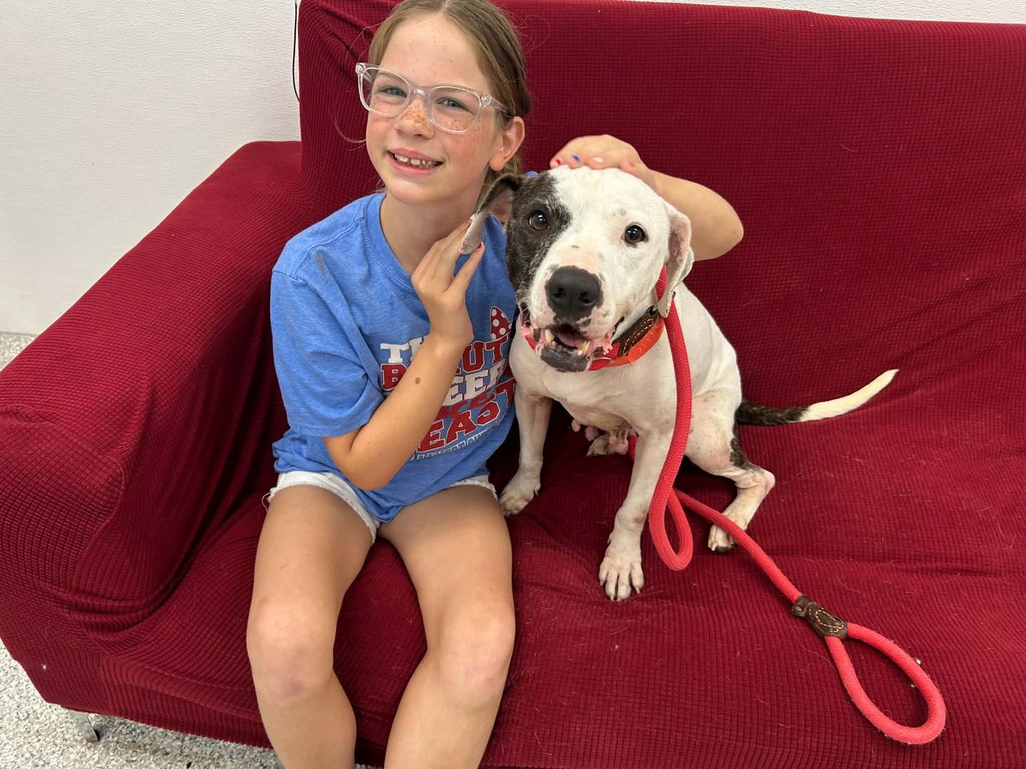 Enlarge Lili (Happy, Cuddly, Sociable, Smart, and Adorable girl), a Adoptable mixed breed in Overland Park, KS image 3/4