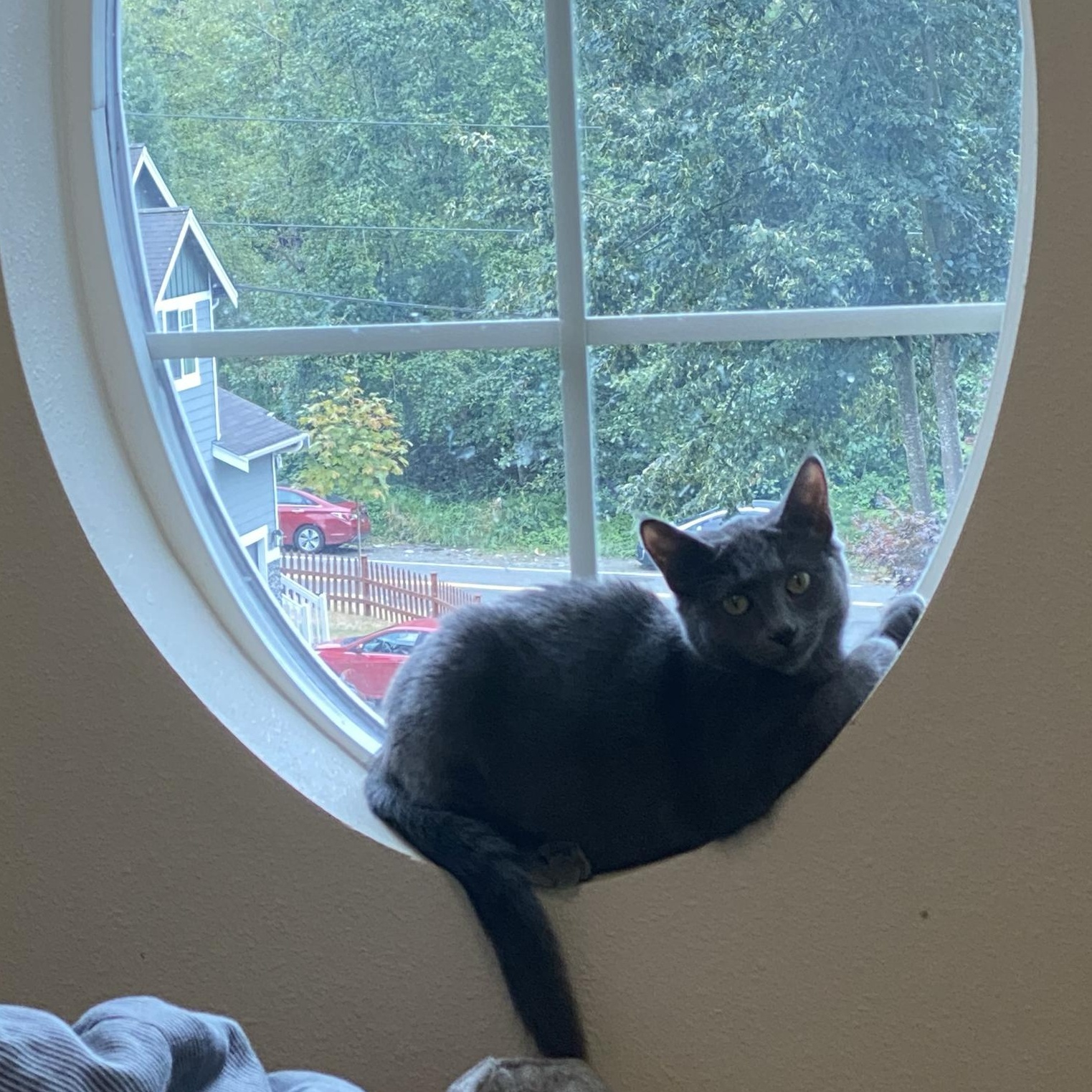 Enlarge Angel and Pidge, a Adoptable Domestic Long Hair in Seattle, WA image 6/6
