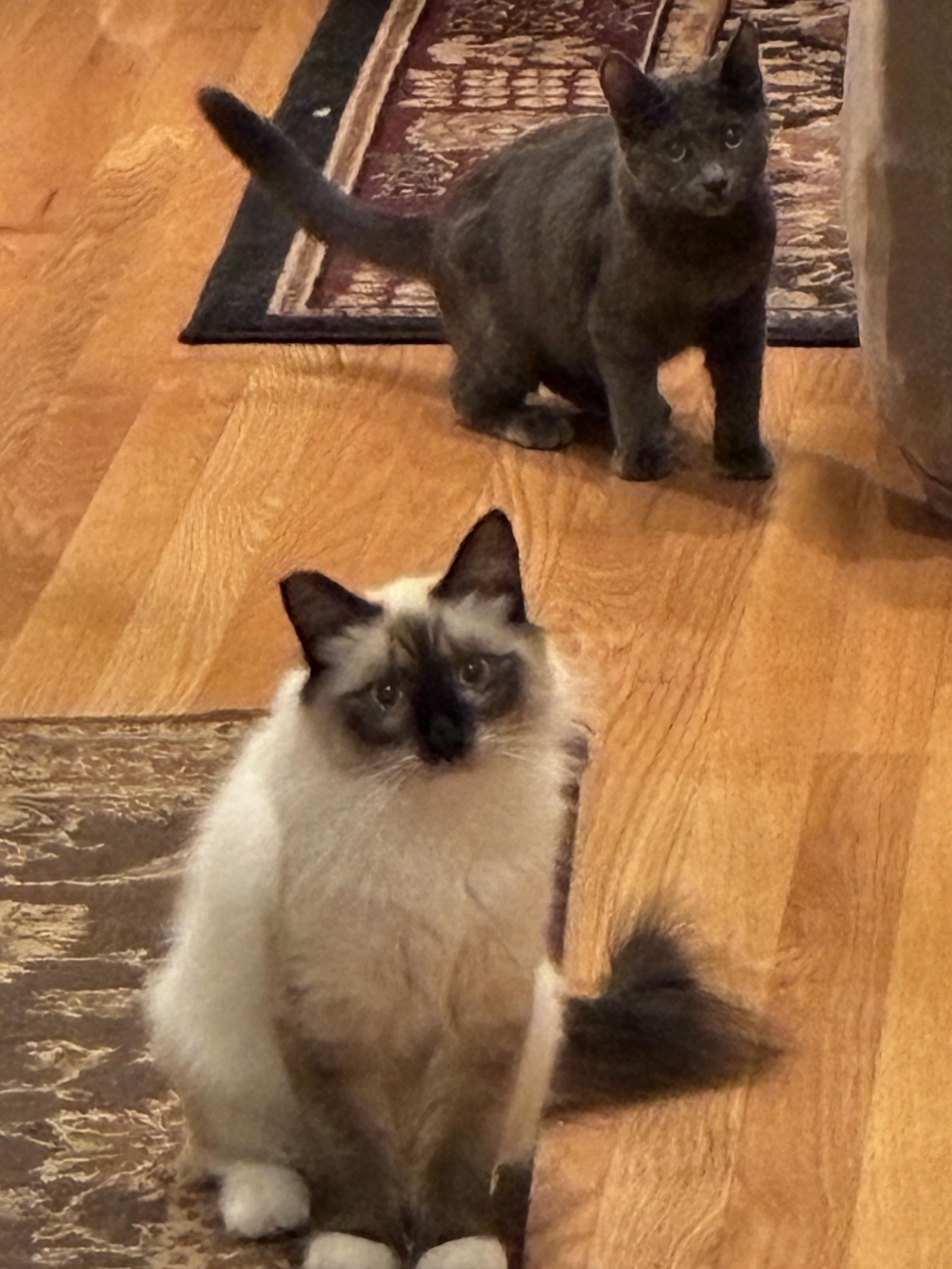 Enlarge Angel and Pidge, a Adoptable Domestic Long Hair in Seattle, WA image 2/6