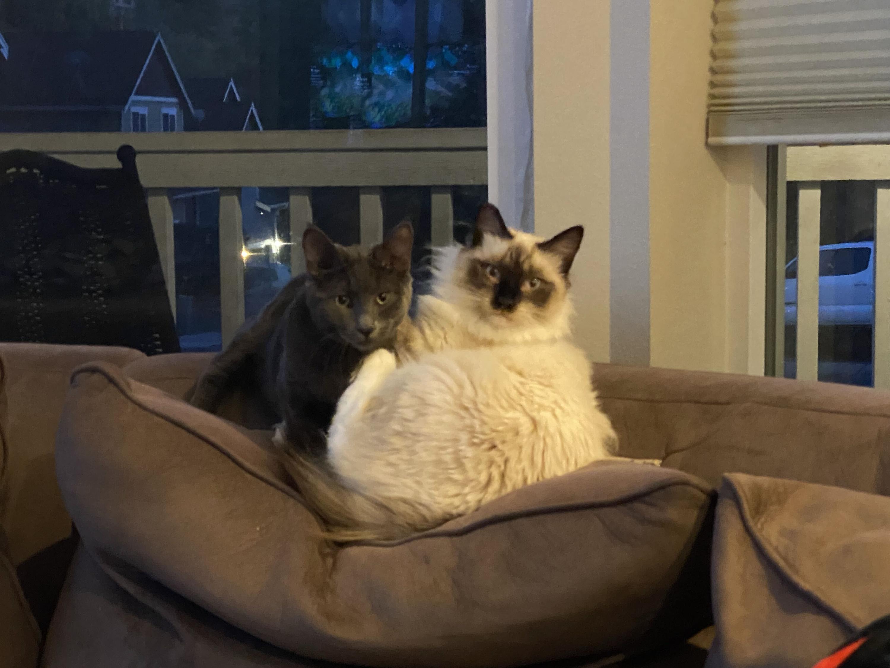 Enlarge Angel and Pidge, a Adoptable Domestic Long Hair in Seattle, WA image 1/6