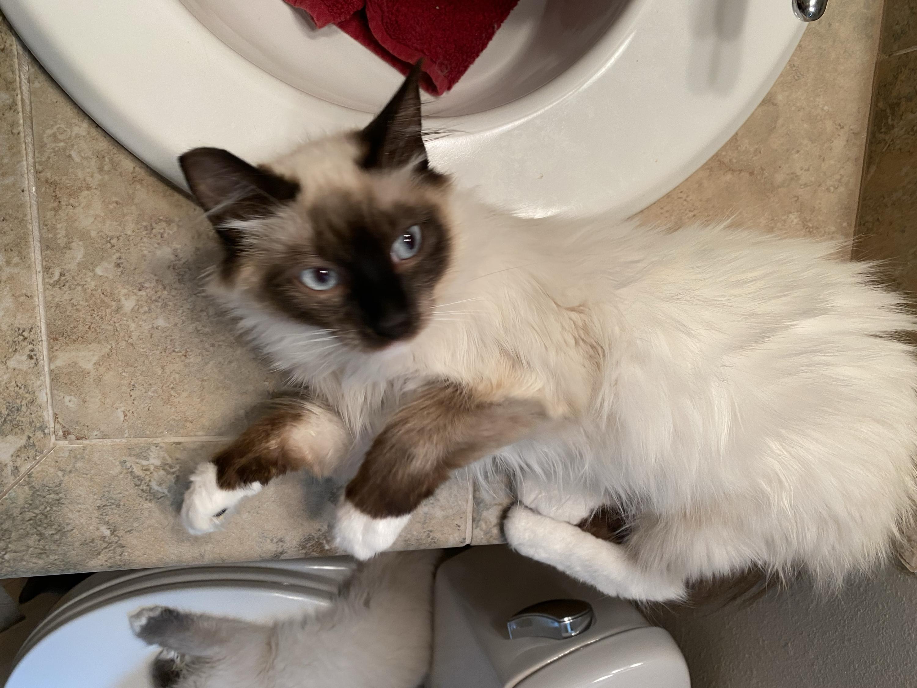 Enlarge Angel and Pidge, a Adoptable Domestic Long Hair in Seattle, WA image 4/6