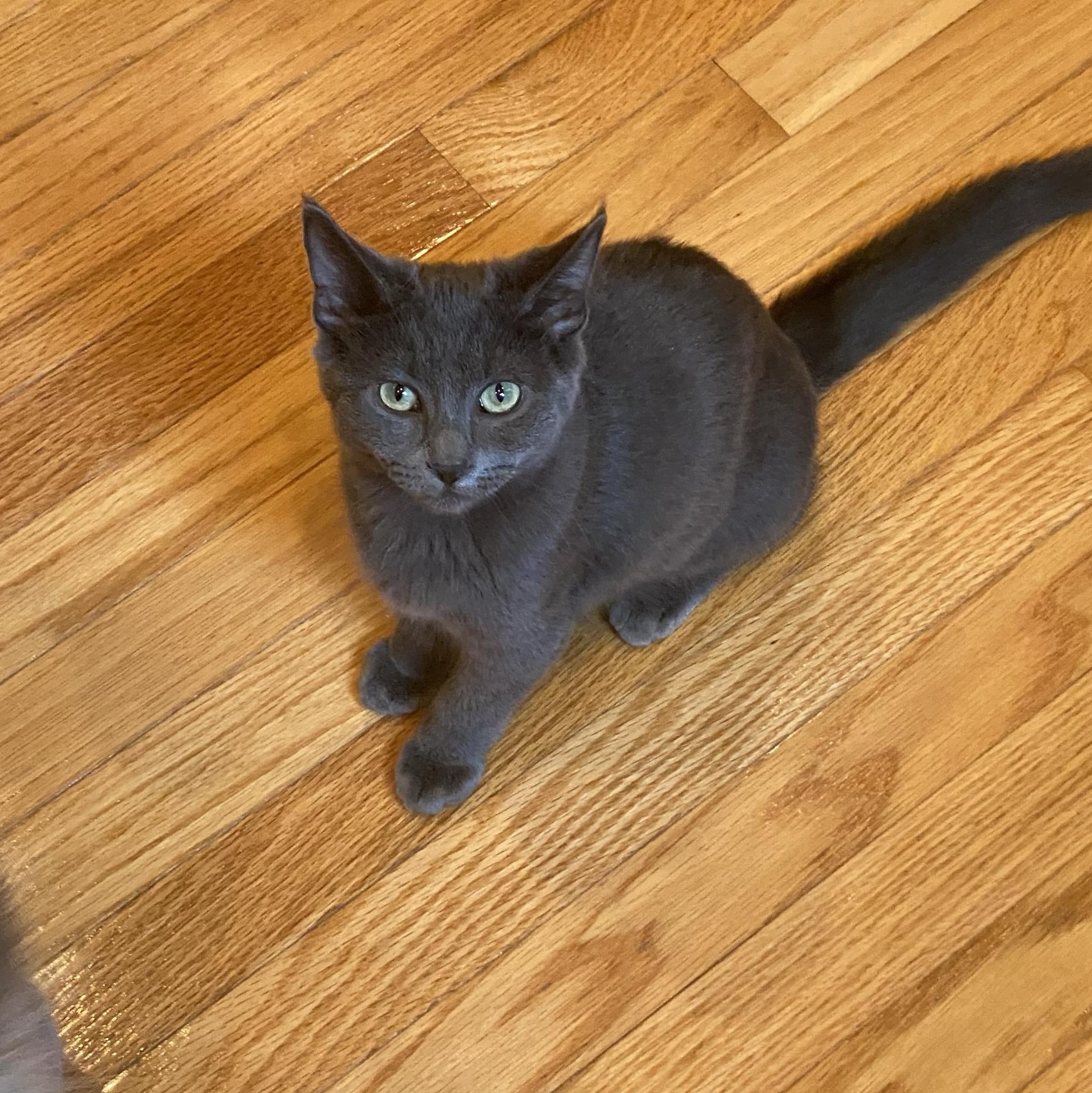 Enlarge Angel and Pidge, a Adoptable Domestic Long Hair in Seattle, WA image 3/6