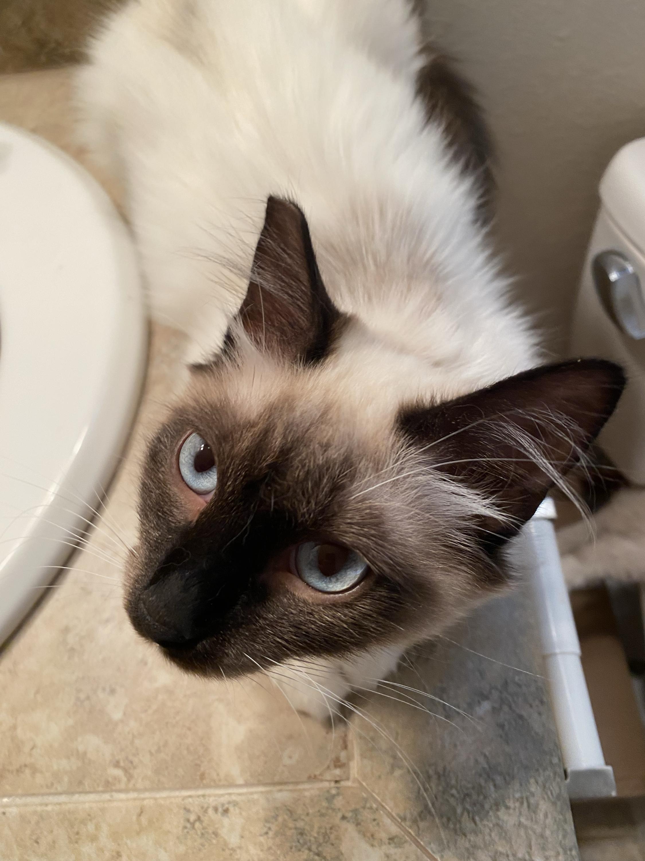 Enlarge Angel and Pidge, a Adoptable Domestic Long Hair in Seattle, WA image 5/6