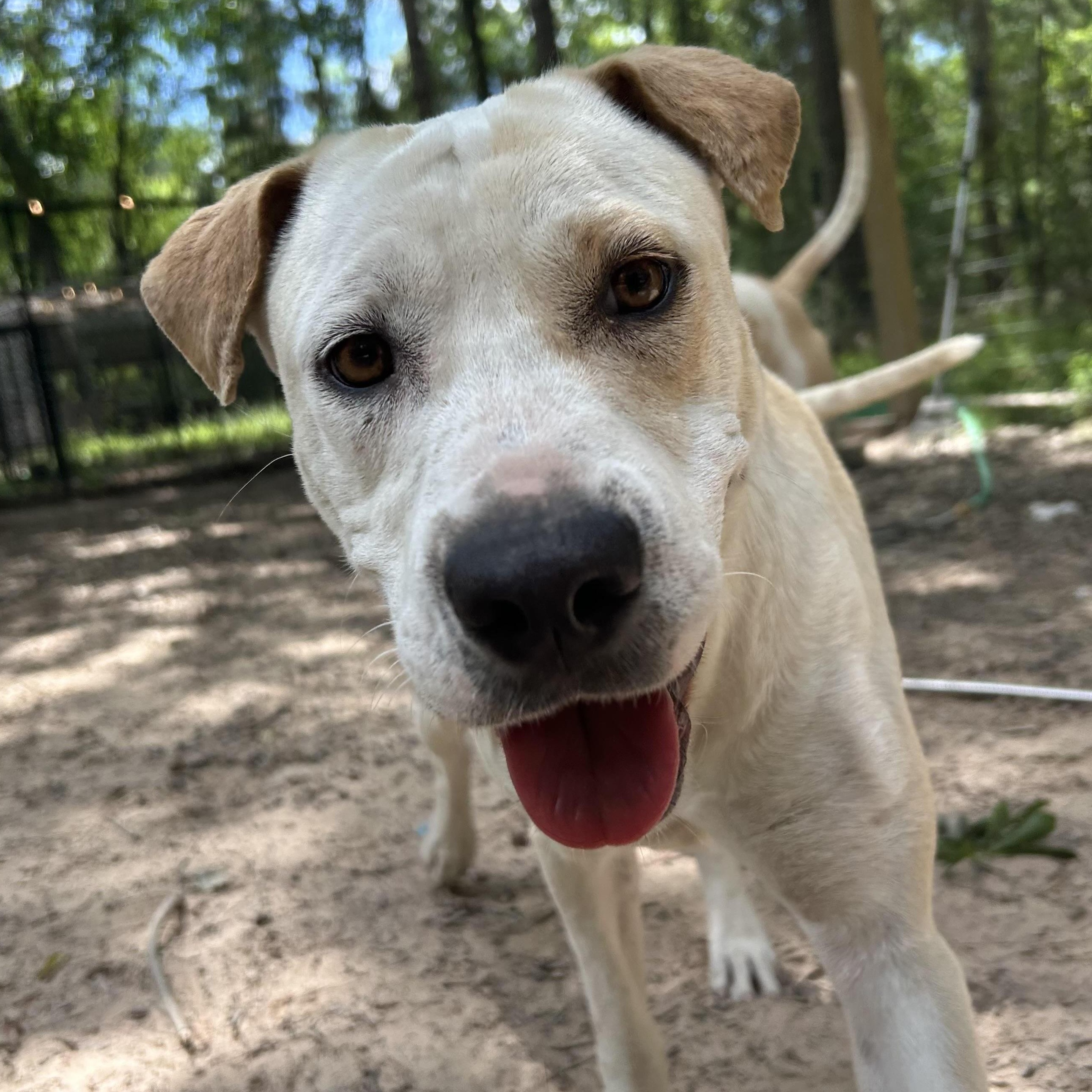 Enlarge Minnie, a Adoptable mixed breed in Magnolia, TX image 3/6