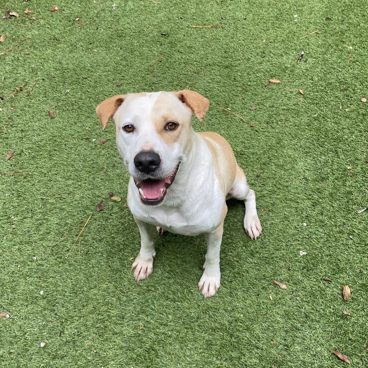 Enlarge Minnie, a Adoptable mixed breed in Magnolia, TX image 1/5