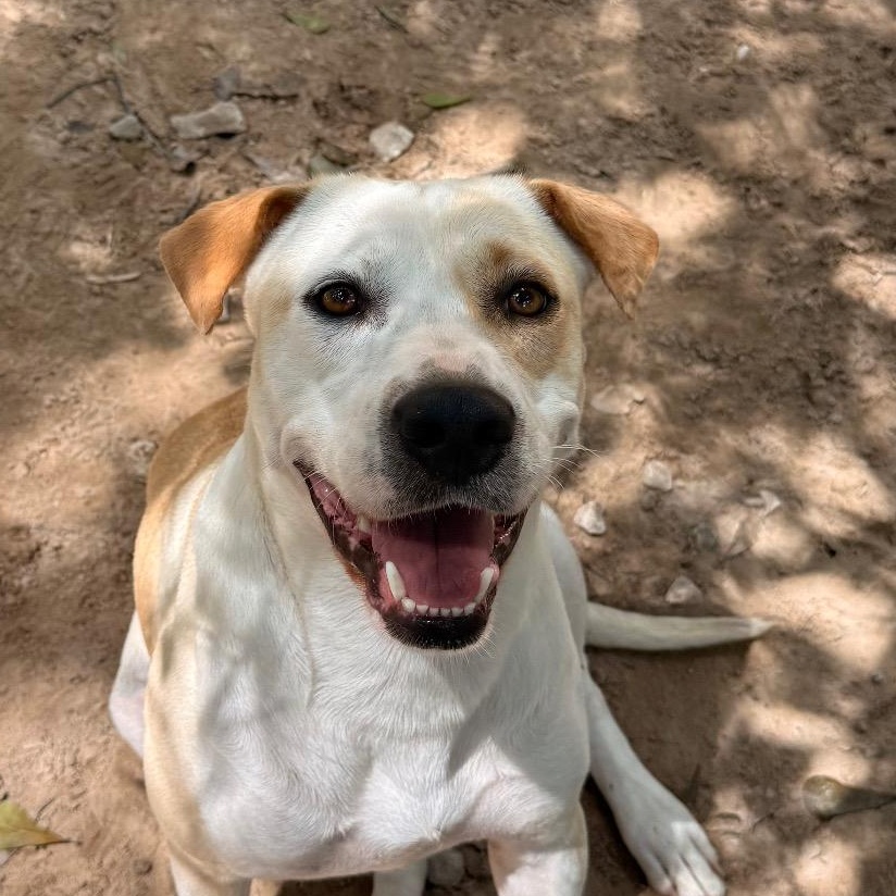 Enlarge Minnie, a Adoptable mixed breed in Magnolia, TX image 6/6