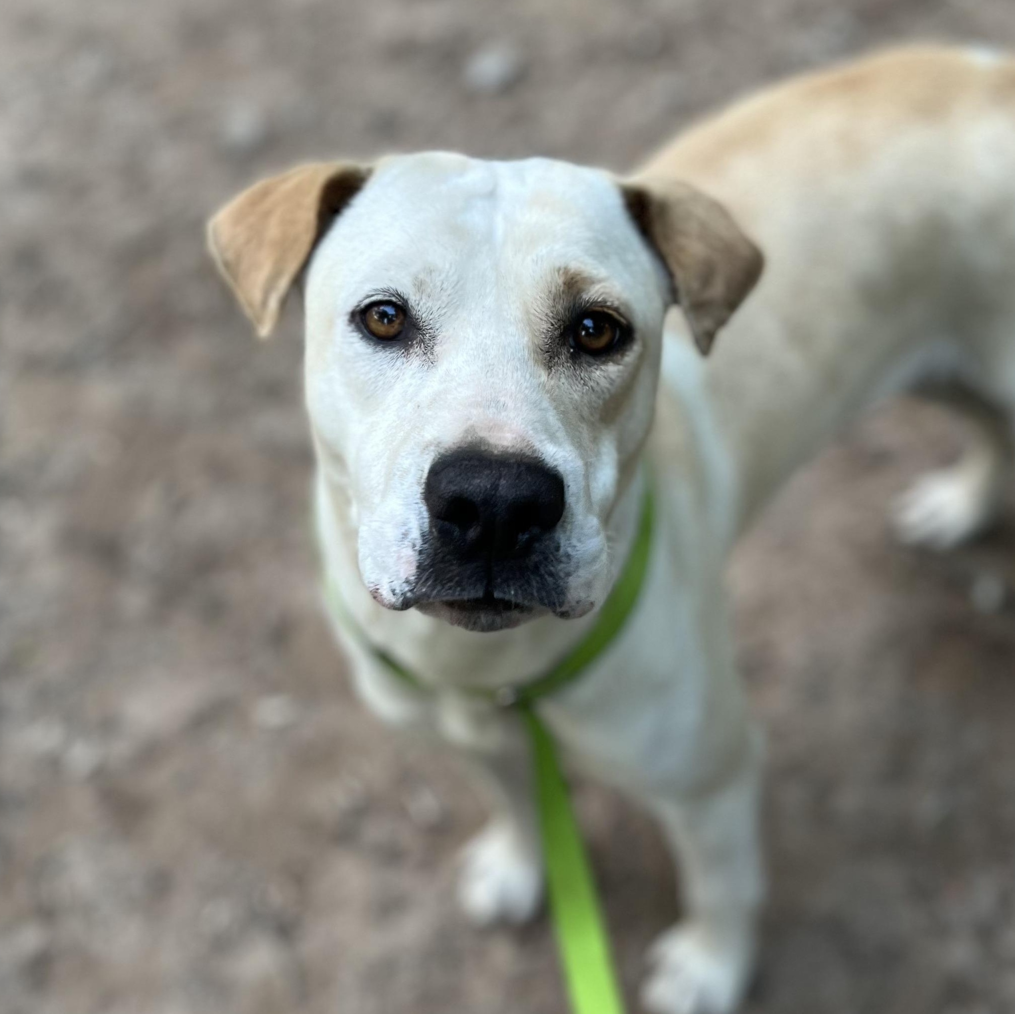 Enlarge Minnie, a Adoptable mixed breed in Magnolia, TX image 5/6