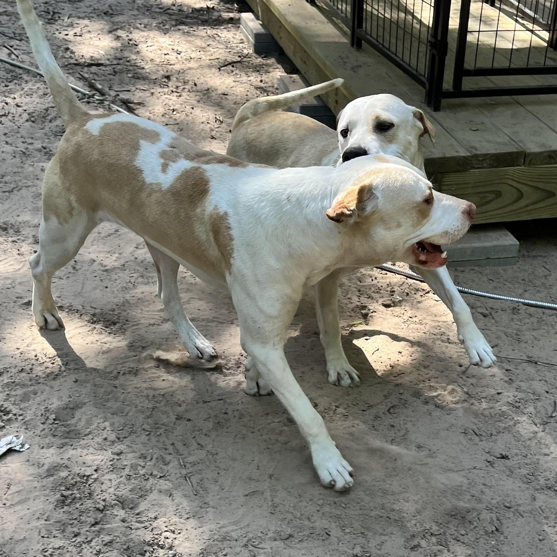 Enlarge Minnie, a Adoptable mixed breed in Magnolia, TX image 2/6