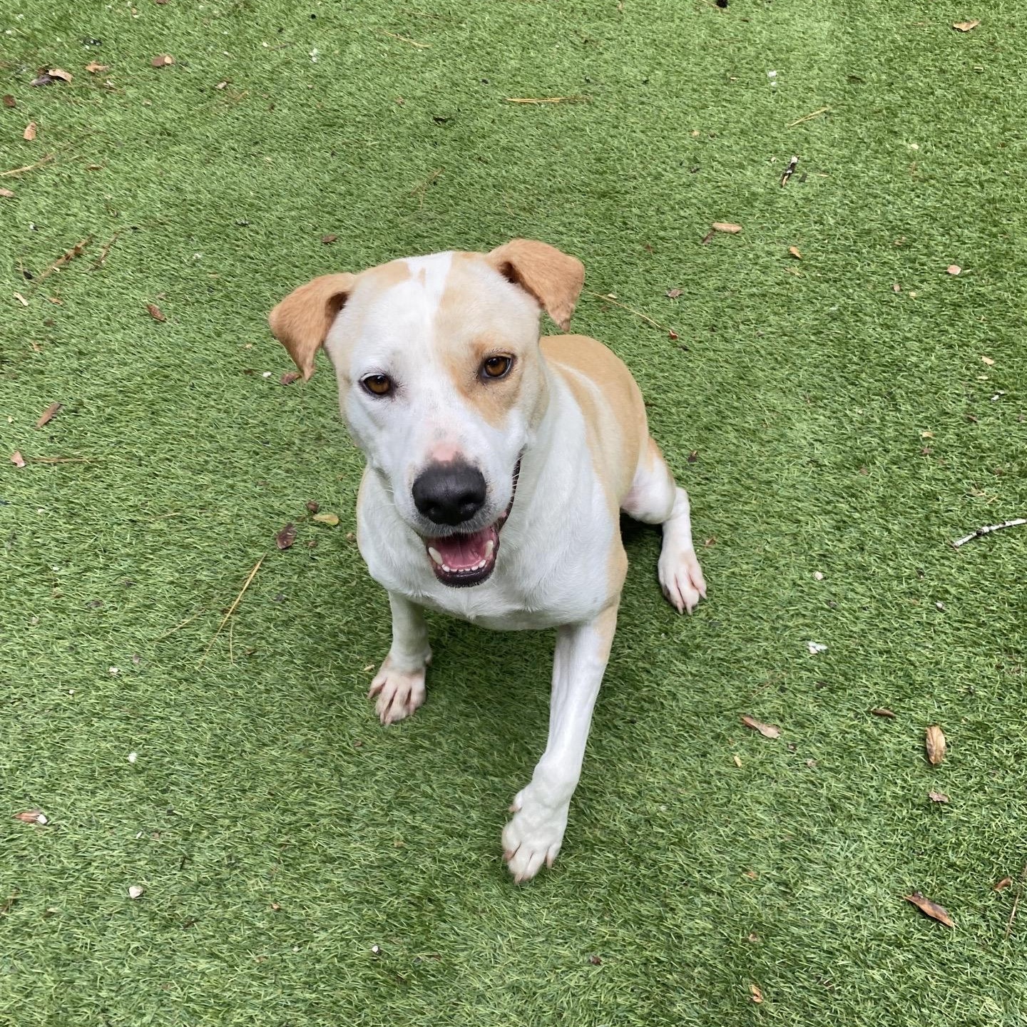 Enlarge Minnie, a Adoptable mixed breed in Magnolia, TX image 4/5