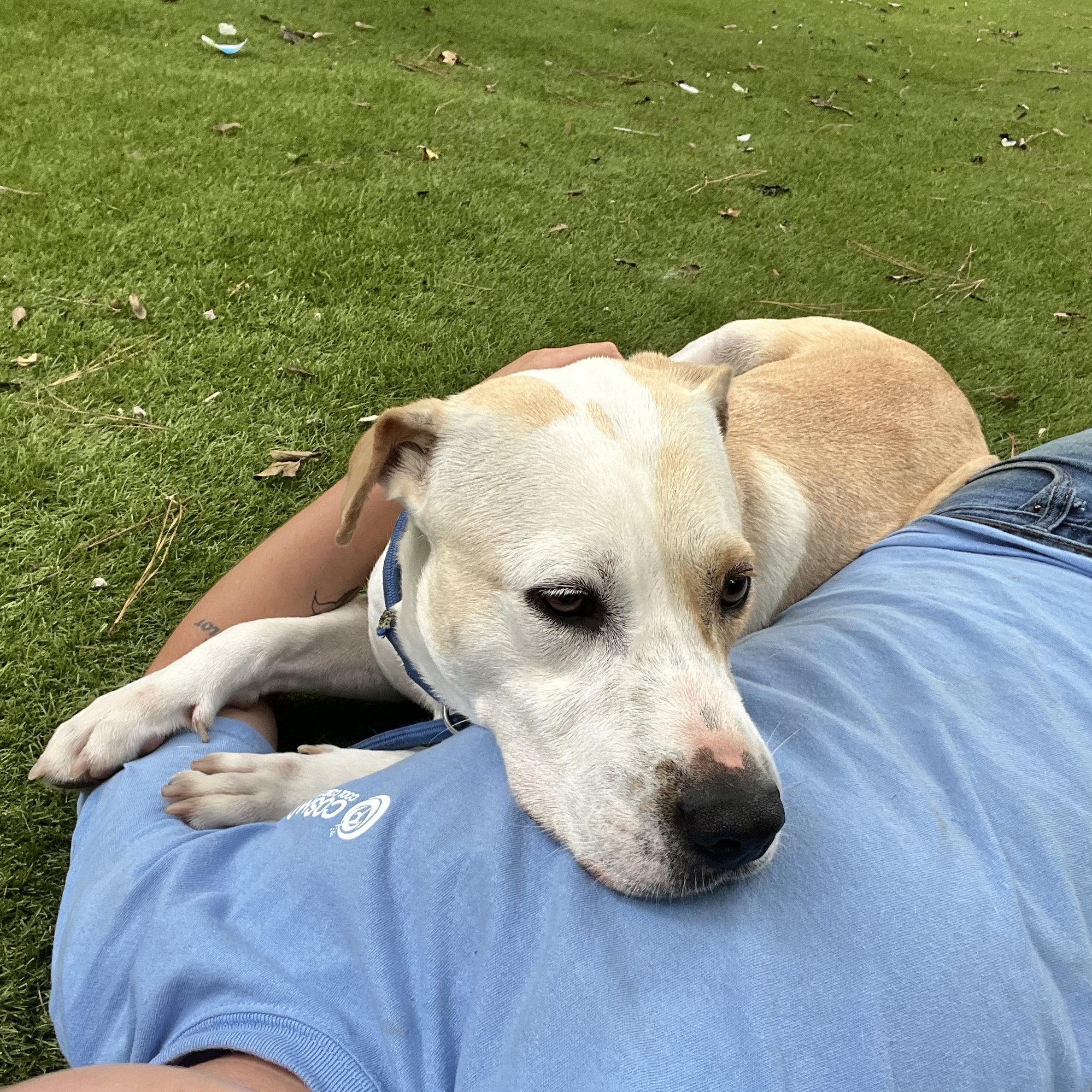 Minnie, Adoptable, Adult Female Pointer & Terrier.