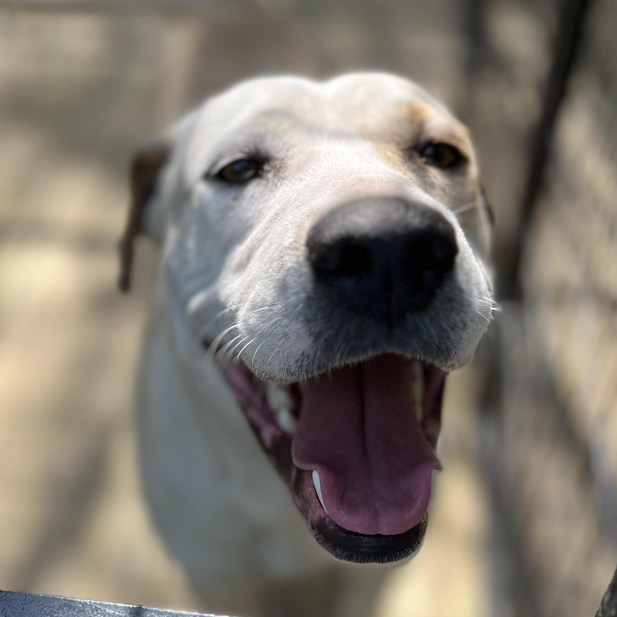Enlarge Minnie, a Adoptable mixed breed in Magnolia, TX image 4/6