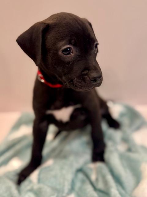 Enlarge Cassio Starstruck, a Adoptable mixed breed in Andover, MA image 2/6