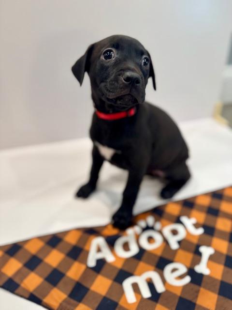 Enlarge Cassio Starstruck, a Adoptable mixed breed in Andover, MA image 3/6