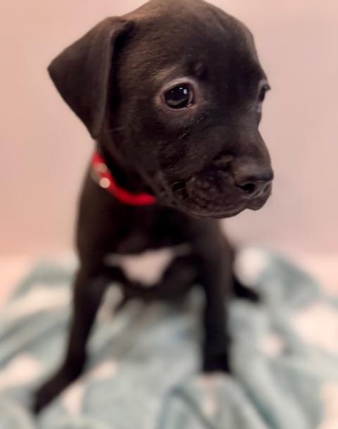 Enlarge Cassio Starstruck, a Adoptable mixed breed in Andover, MA image 5/6